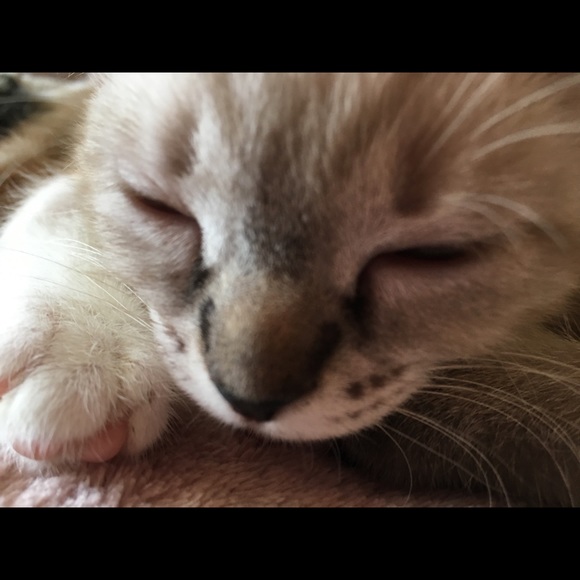 kittydoggy855